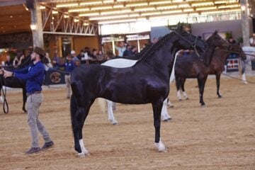 A 24ª Exposição Brasileira do Cavalo Mangalarga recebe criadores e admiradores da raça em Varginha