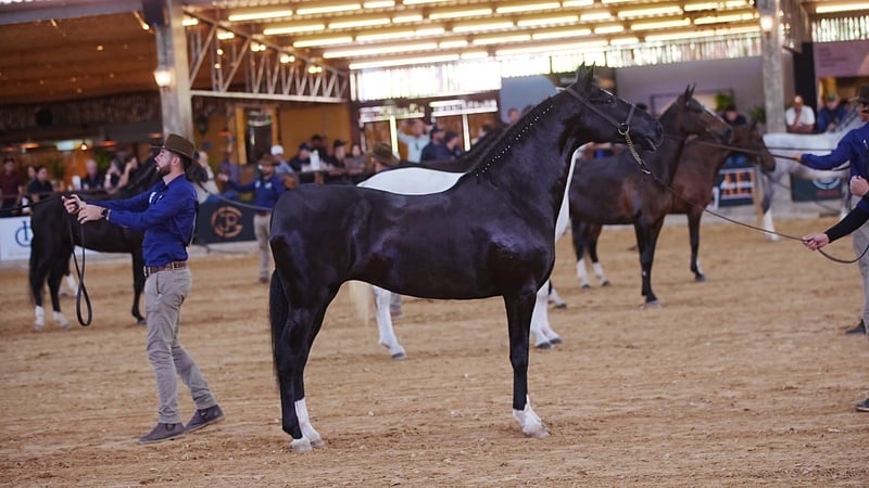 A 24ª Exposição Brasileira do Cavalo Mangalarga recebe criadores e admiradores da raça em Varginha