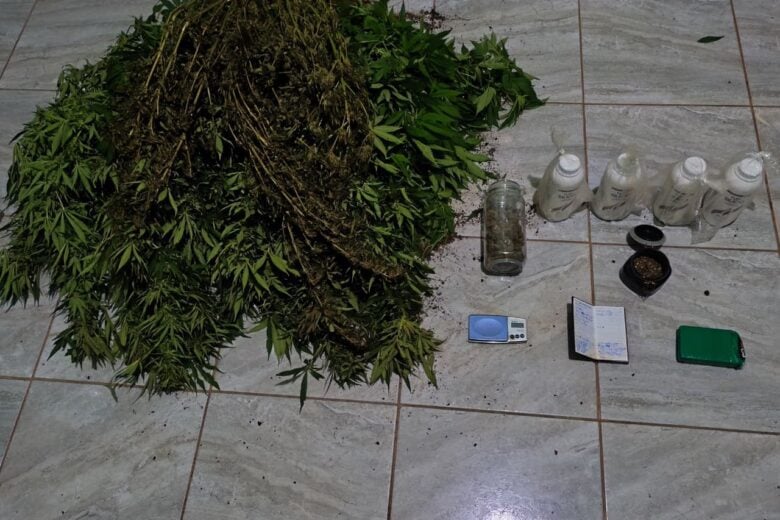 Polícia Militar apreende 19 pés de maconha e localiza plantação no distrito de Senhora do Carmo