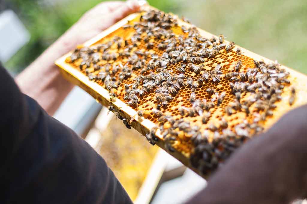 São Gonçalo do Rio Abaixo recebe seminário sobre apicultura e meliponicultura; saiba mais