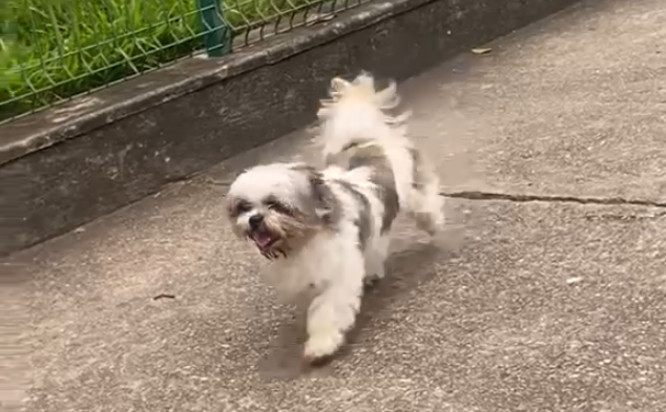 Shih Tzu encontrado no bairro Esplanada da Estação aguarda identificação do tutor em Itabira