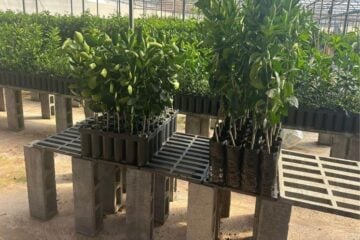 Compra coletiva amplia acesso de produtores de Itabira a mudas frutíferas