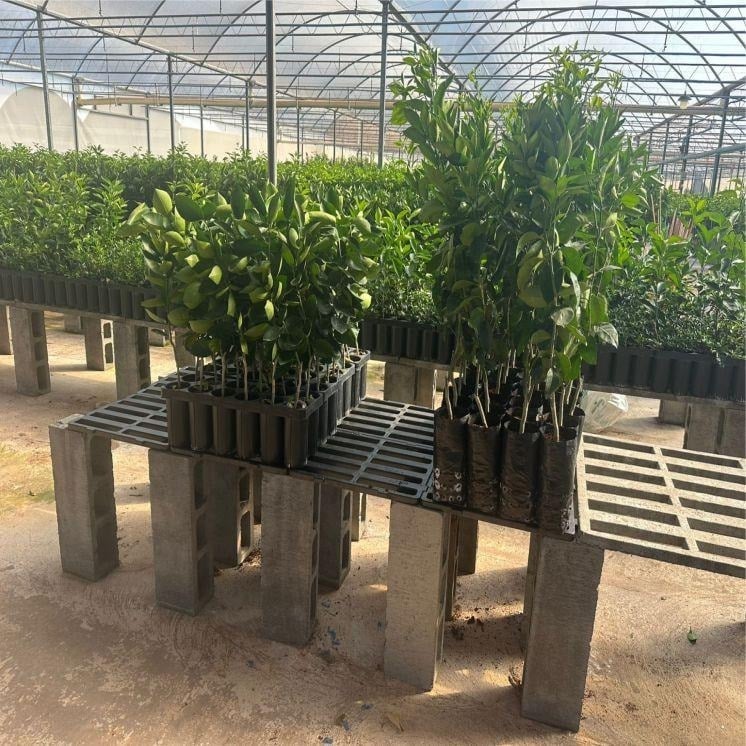 Compra coletiva amplia acesso de produtores de Itabira a mudas frutíferas
