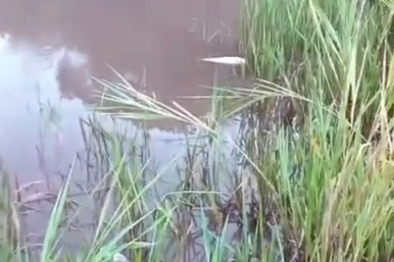 Sitiantes relatam peixes mortos na barragem Rio de Peixe, em Itabira; Vale nega ocorrência de mortandade