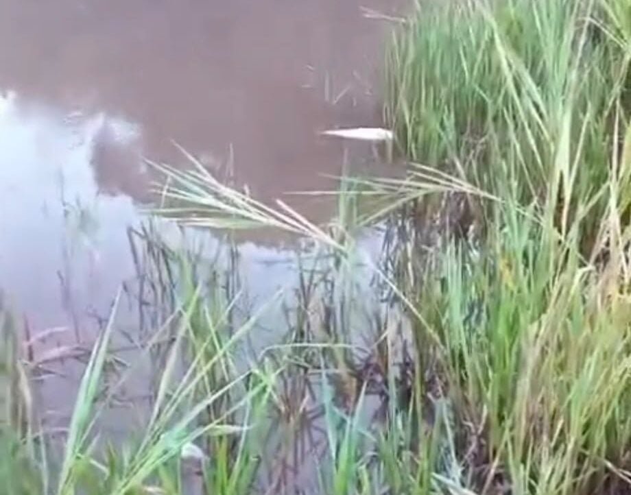 Sitiantes relatam peixes mortos na barragem Rio de Peixe, em Itabira; Vale nega ocorrência de mortandade