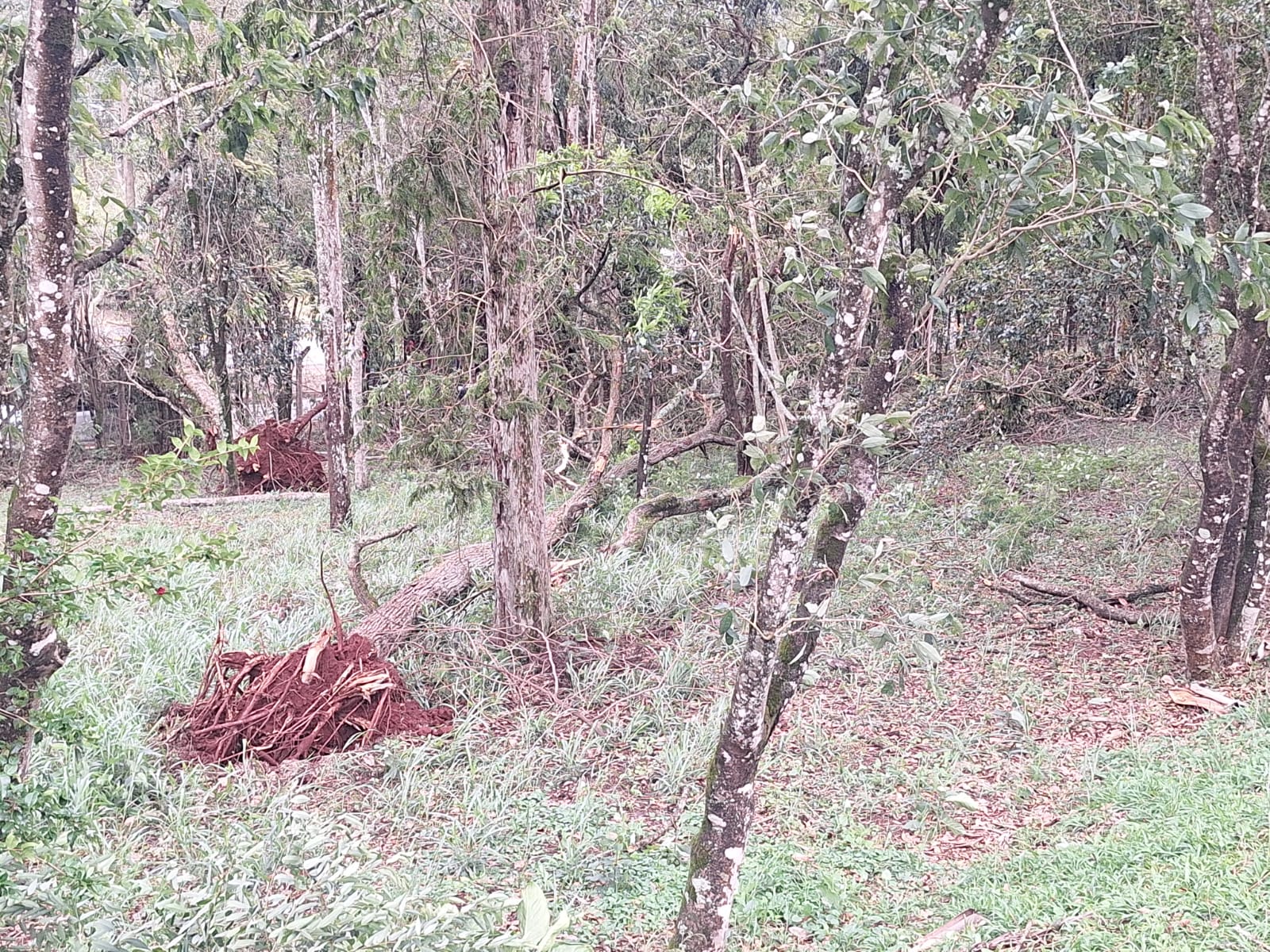 Árvore cai sobre carro de eleitora durante chuva nas proximidades da Funcesi, em Itabira