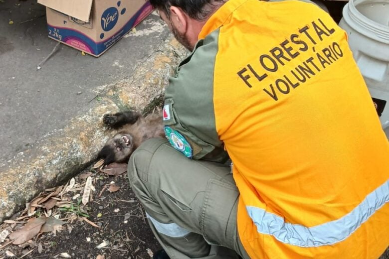 Macaco vítima de choque elétrico morre após resgate no Centro Industrial de João Monlevade