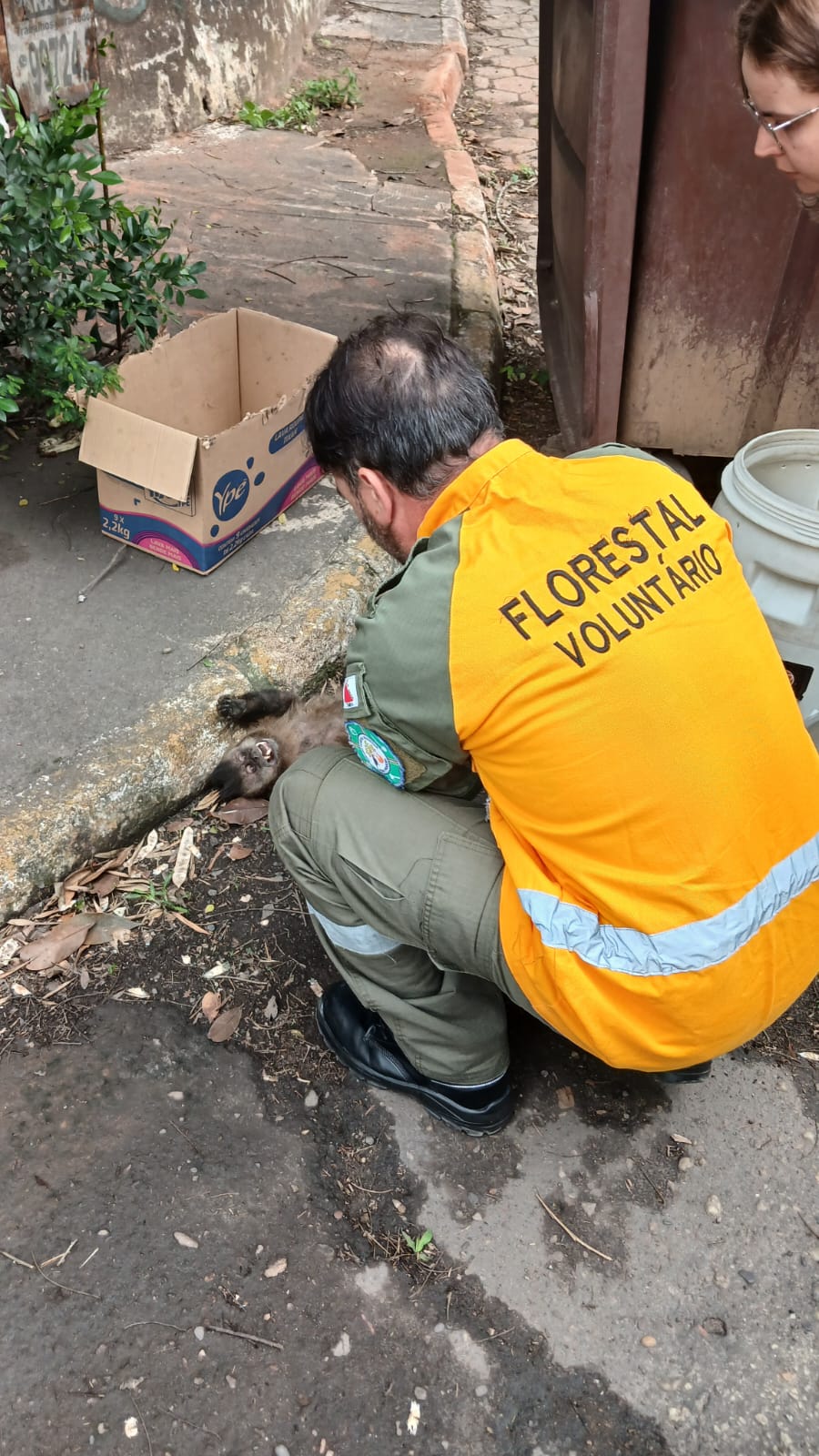 Macaco vítima de choque elétrico morre após resgate no Centro Industrial de João Monlevade