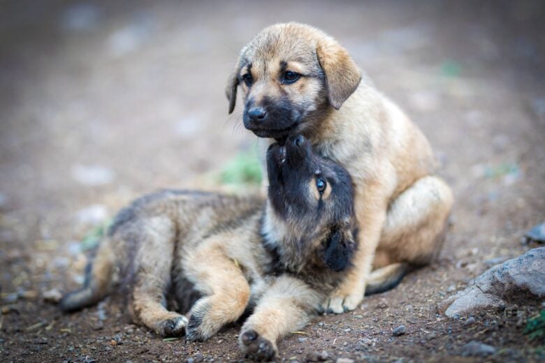 Casal em disputa pela guarda de um cão gasta R$ 15 mil em honorários advocatícios