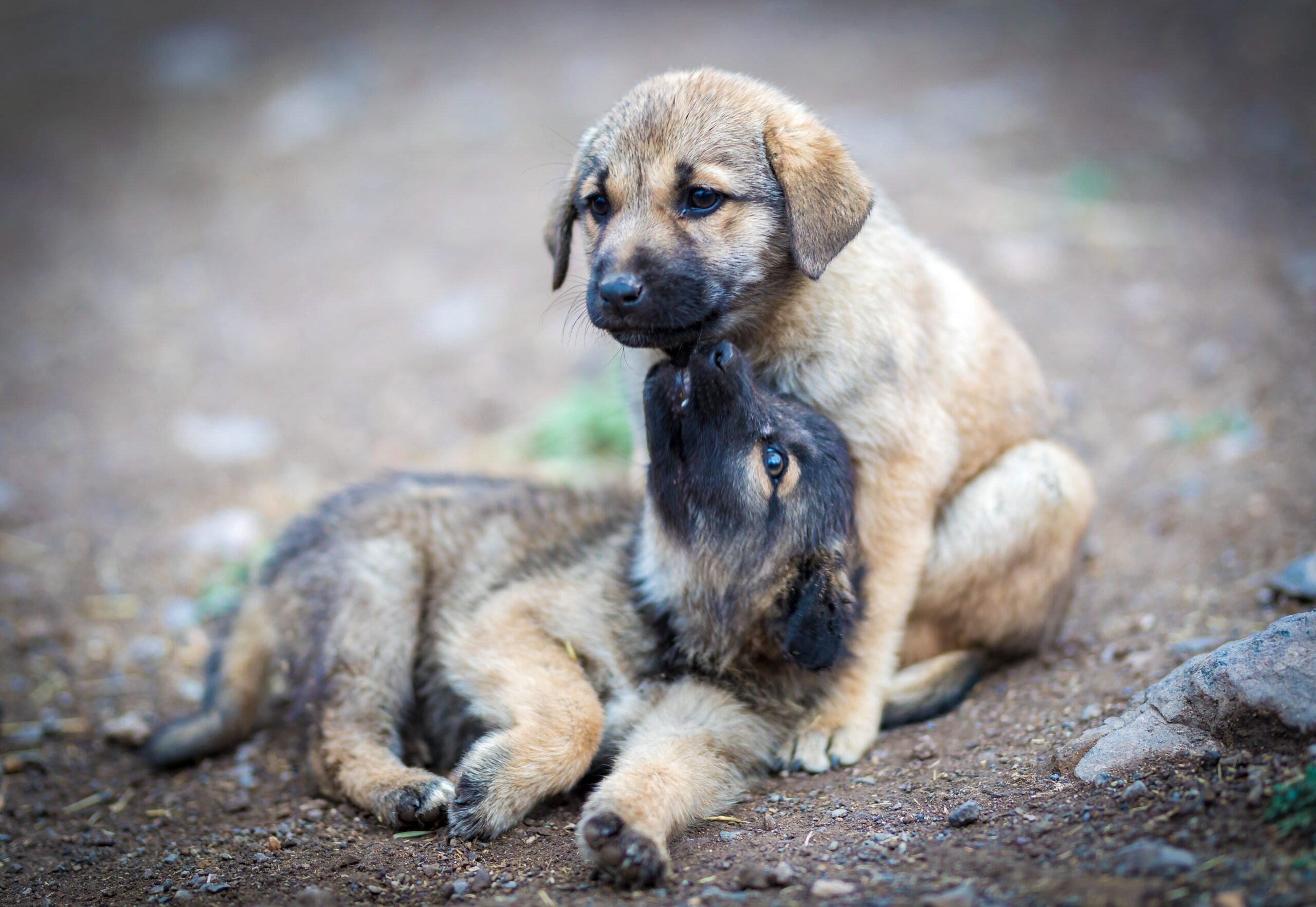 Casal em disputa pela guarda de um cão gasta R$ 15 mil em honorários advocatícios